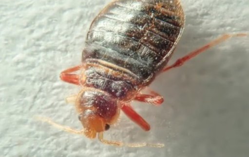 Milyen jelei vannak annak, hogy az ágyi poloska irtás elkerülhetetlen?